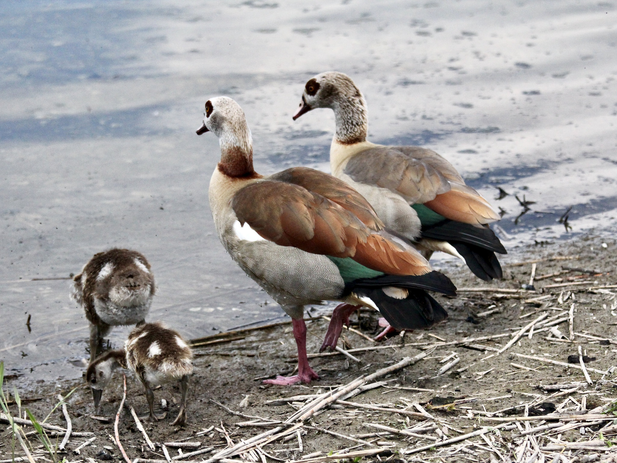 Nachdem Familie Schwan fort ist, trauen sich die Nilgänse wieder ins Wasser