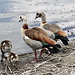 Nachdem Familie Schwan fort ist, trauen sich die Nilgänse wieder ins Wasser