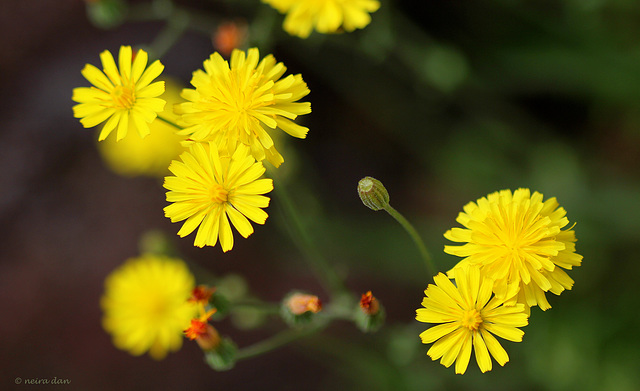 Crepis capillaris