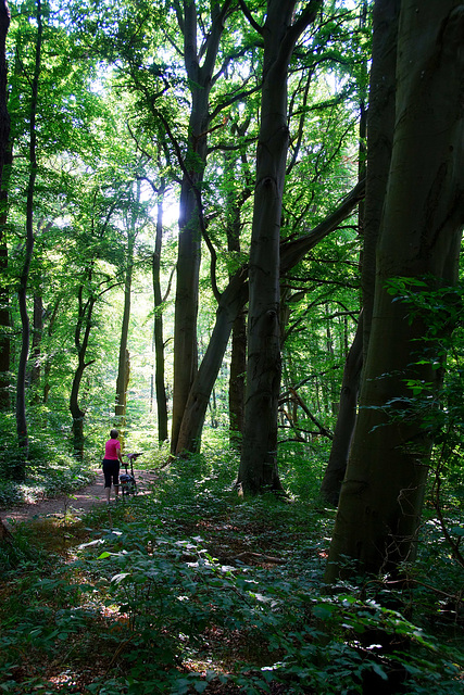 Den Wald erleben