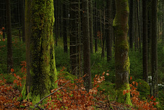 Fagus sylvatica & Picea abies