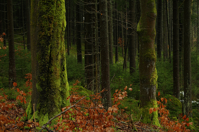 Fagus sylvatica & Picea abies