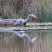 Great blue heron