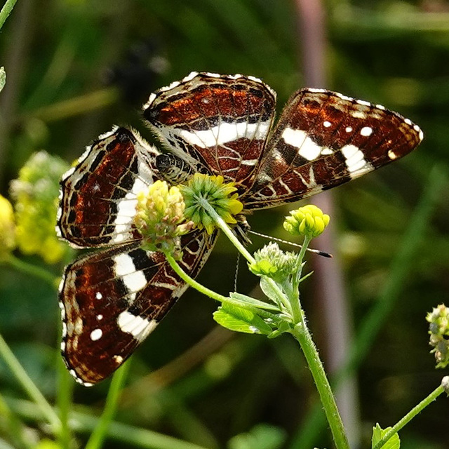 Landkärtchen