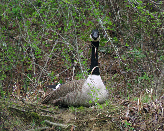 Canada Goose