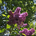 Lilas