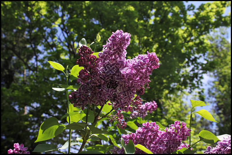 Lilas