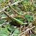 Grashopper