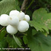 Fruits of an autumn garden