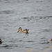 Northern Shoveler