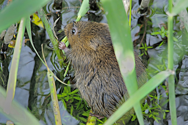 Water Vole (Ratty)   /   June 2018