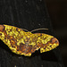 Moth IMG_6605