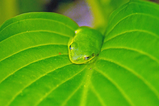 Frog on a Hosta Leaf