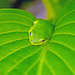 Frog on a Hosta Leaf