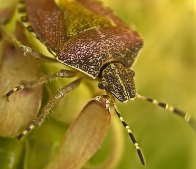 Sloe Shield Bug. Dolycorus baccarum