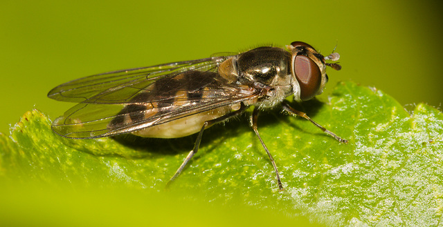 HoverflyIMG 4635