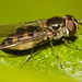 HoverflyIMG 4635