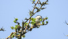 20190408 4576CPw [D~HVL] Weidenmeise (Poecile montanus), Eingriffliger Weißdorn (Crataegus monogyna), Gülpersee Südufer, Rhinow