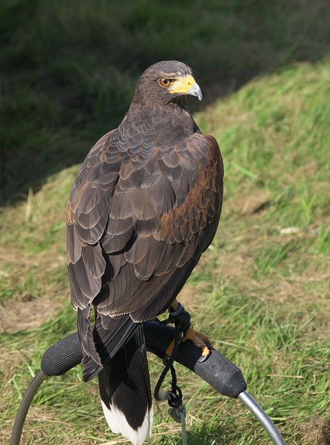 Harris Hawk at Poynton Show