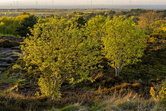 Thurstaston Common.15jpg