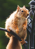 One of the youngsters raiding the bird feeder this evening