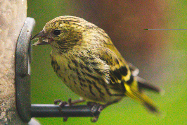 Siskin