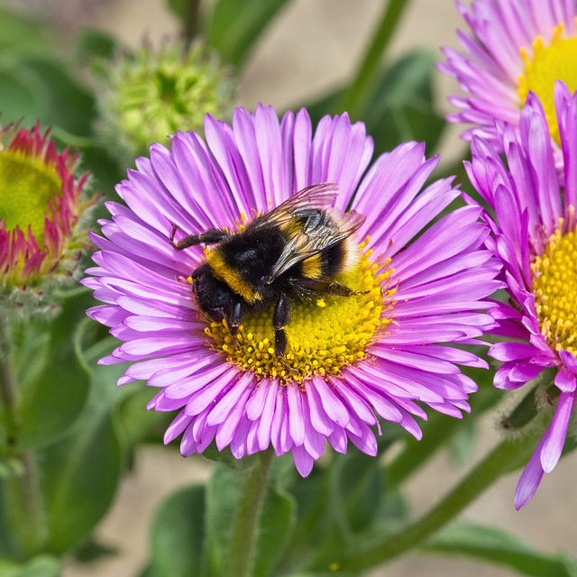 Buffed-tailed Bumblebee on Seaside Daisy