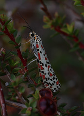 Crimson-speckled Footman moth