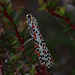 Crimson-speckled Footman moth