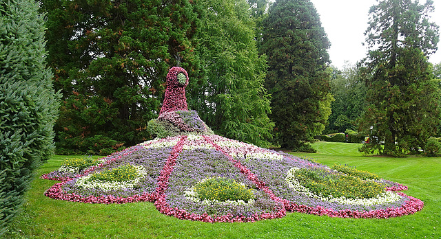 Grosse Gartenkunst der Gärtner/innen beim Pflanzen dieses Pfaus