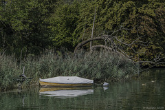 am Greifensee (© Buelipix)