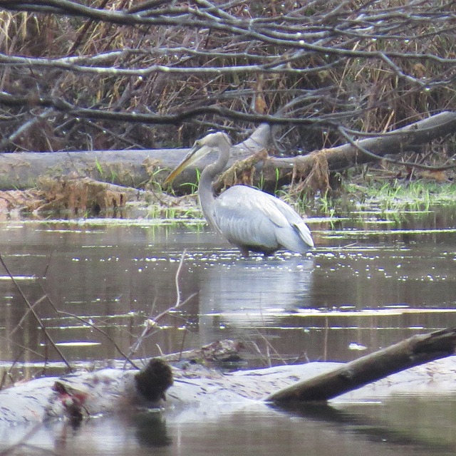 Great blue heron fishing