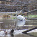 Great blue heron fishing