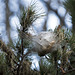 Alien creatures - Nest of pine processionary (Thaumatopoea Pityocampa)