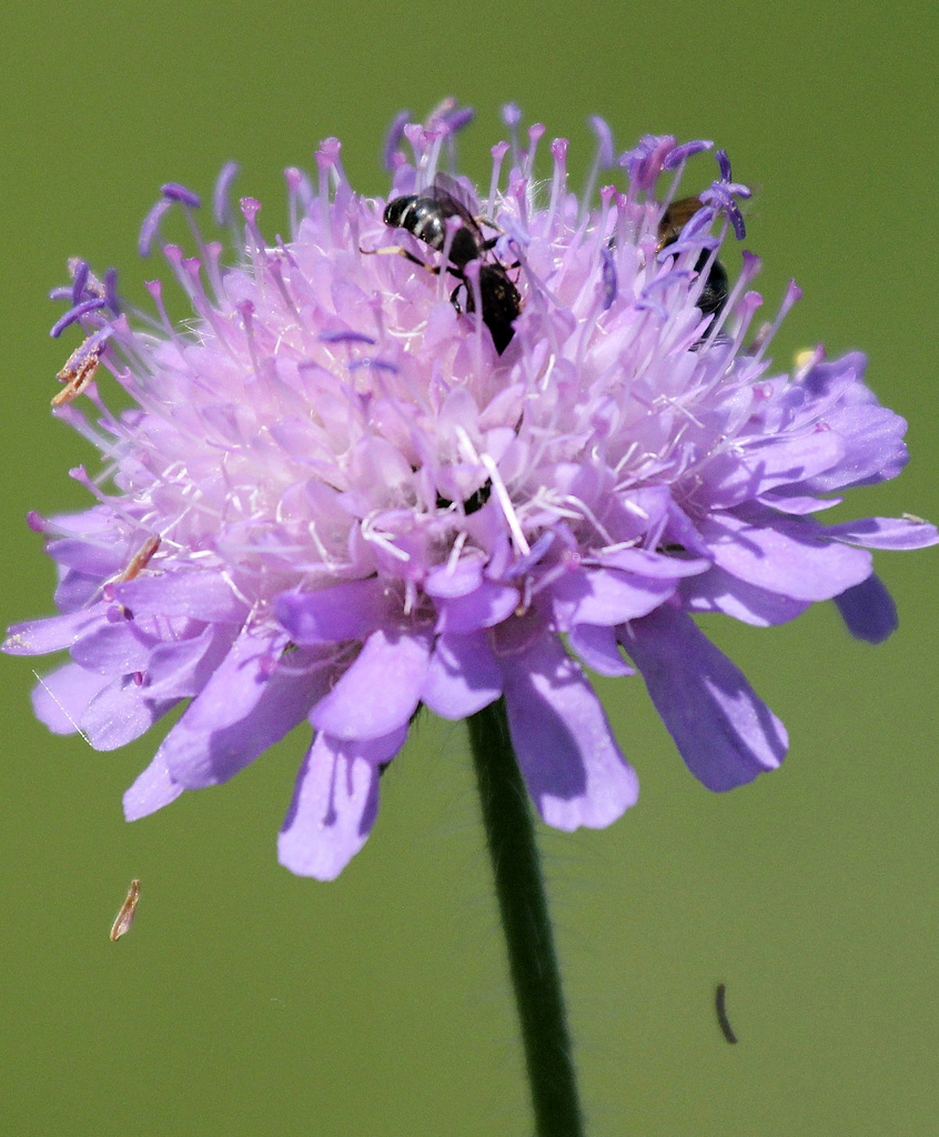 Acker-Witwenblume