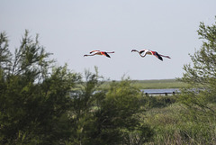 Flamingos on Landing Approach