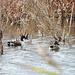 Northern Shoveler