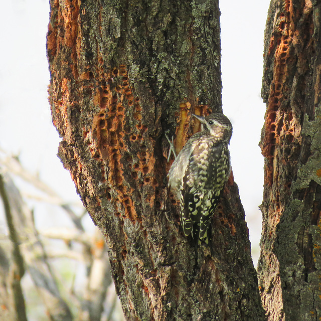 Yellow-bellied Sapsucker juvenile