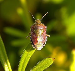 Sloe Shield Bug. Dolycorus baccarum