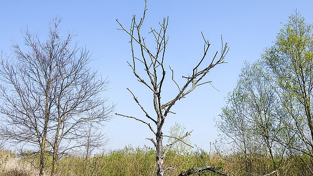 20190408 4577CPw [D~HVL] Baum, Gülpersee Südufer, Rhinow