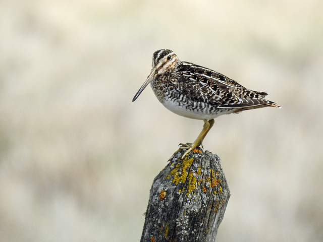 Wilson's Snipe Wilson's Snipe