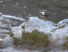 cincle d'eau cincle d'eau