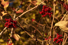 Berries