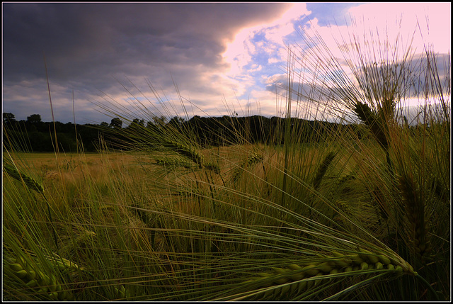 Barley field