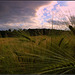 Barley field