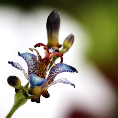 Tricyrtis