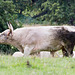 Chillingham Wild Cattle