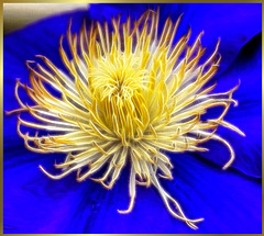 Center of a clematis flower. ©UdoSm