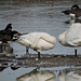 Trumpeter Swans