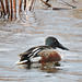 Northern Shoveler